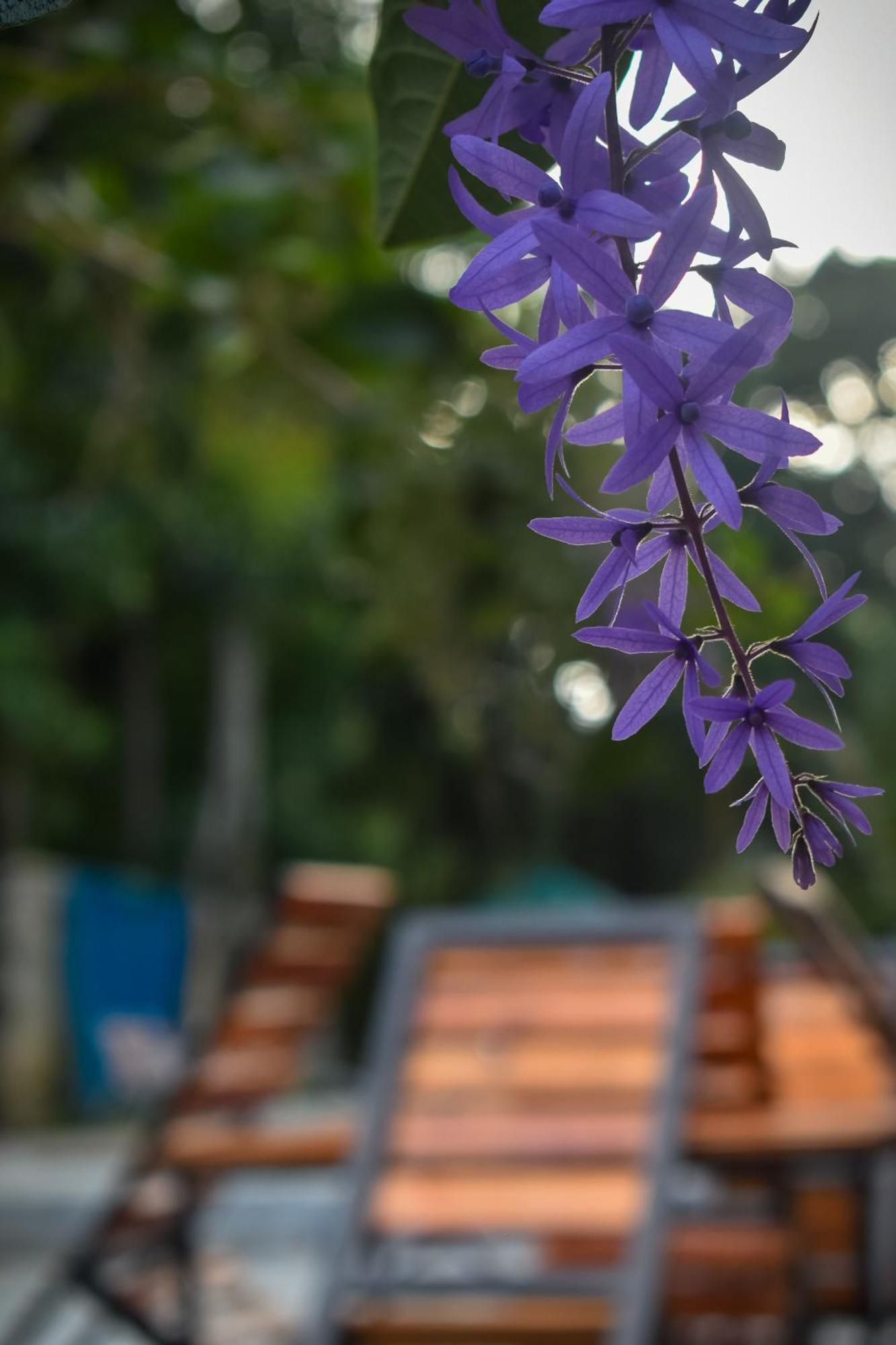Villa Tranquil Kandy بيرادنيا المظهر الخارجي الصورة